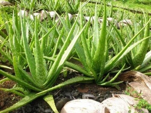 El aloe vera o sábila, una planta muy apreciada