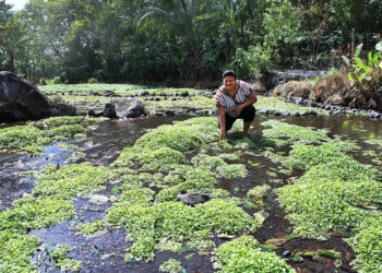 El berro es una hortaliza acuática