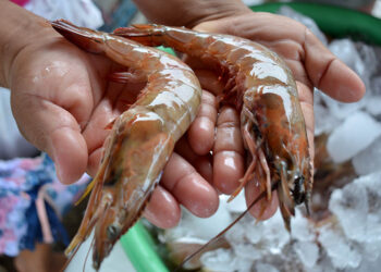 El camarón una fuente de Omega-3