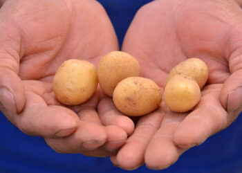 El cultivo de papa se desarrolla en el altiplano del país