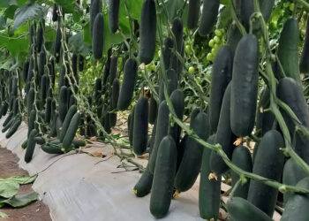 El cultivo de pepino permite varias cosechas al año