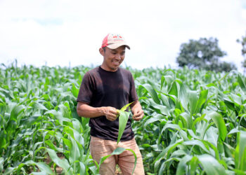 El despuntado de la milpa optimiza el desarrollo del maíz