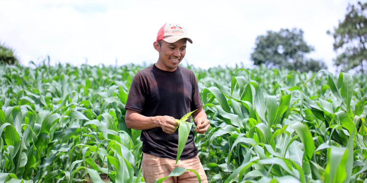 El despuntado de la milpa optimiza el desarrollo del maíz
