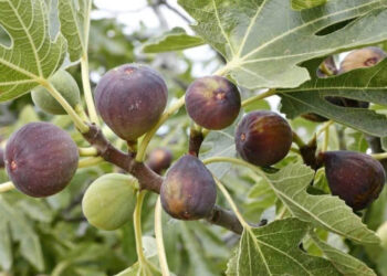 El higo una fruta que beneficia el sistema digestivo