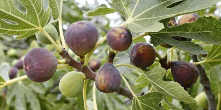 El higo una fruta que beneficia el sistema digestivo