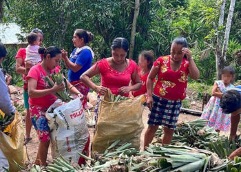 Entregan hijuelos de piña en Melchor de Mencos