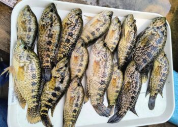 Este viernes seis de diciembre realizarán Feria para el Fomento de la Pesca y Acuicultura Artesanal