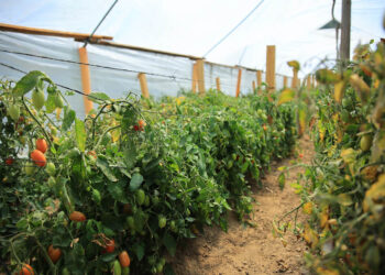 Estos son los beneficios de los invernaderos