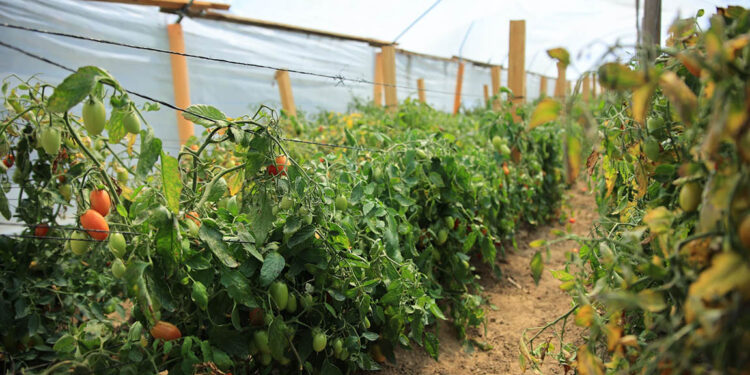 Estos son los beneficios de los invernaderos