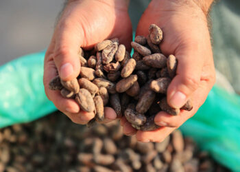 Estos son los beneficios del cacao