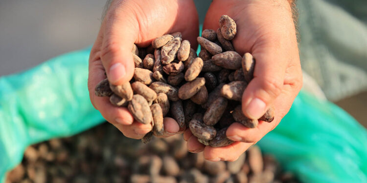 Estos son los beneficios del cacao