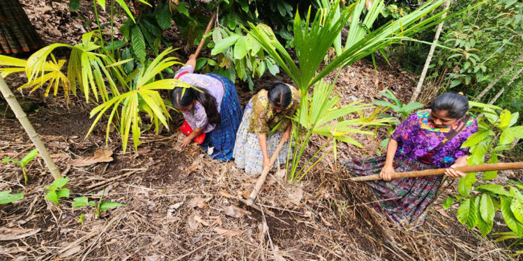 Familias de Cahabón y Huehuetenango reciben alimentos por acciones