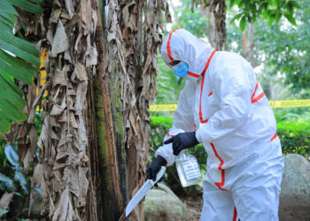 Impulsan fortalecimiento de capacidades para prevenir el Fusarium R4T