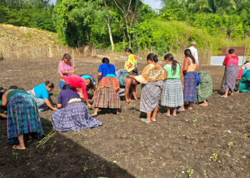 Impulsan producción de chile pimiento en Sayaxché