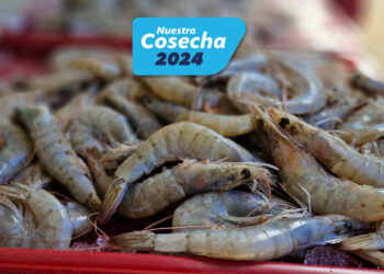 Incremento del 68% en exportaciones de camarón gracias al certificado digital