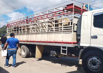 Inspecciones minuciosas en transportes de animales para prevenir el Gusano Barrenador del Ganado