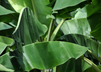 La hoja de plátano, ingrediente básico para elaborar los tamales