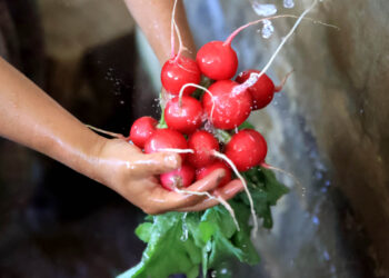 Los beneficios de consumir el rábano