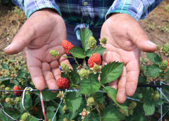 Los beneficios de la mora