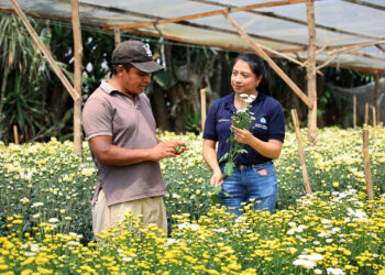 Los extensionistas son los aliados de los agricultores