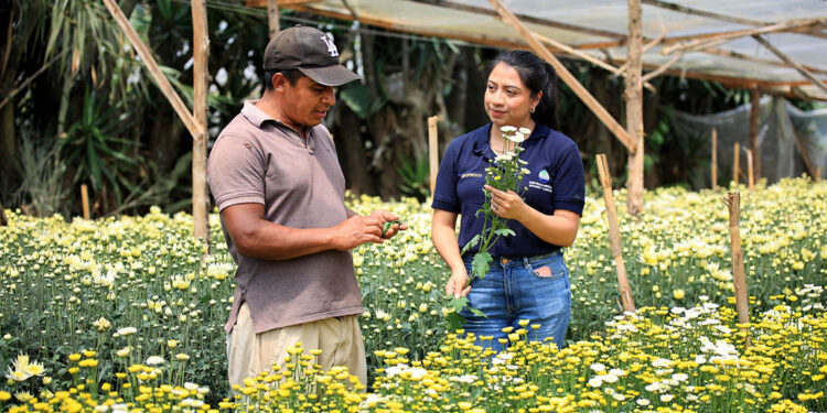 Los extensionistas son los aliados de los agricultores