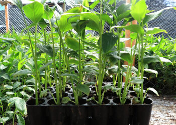 Los pilones de hortalizas permiten optimizar recursos