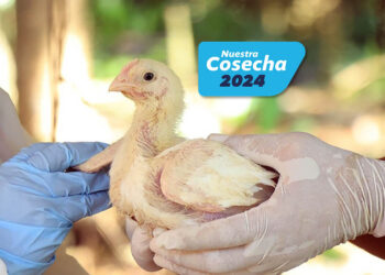 Sanidad animal: Más de 329,000 aves de traspatio vacunadas