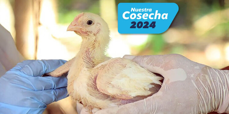 Sanidad animal: Más de 329,000 aves de traspatio vacunadas