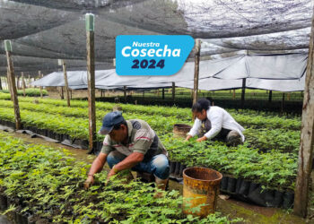 Más de un millón de plantas forestales producidas para la sostenibilidad ambiental