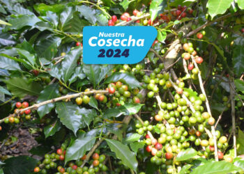 Pequeños caficultores accedieron a financiamiento por Q17 millones