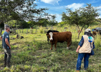 Peritajes zootécnicos son clave para la mejora genética y competitividad ganadera