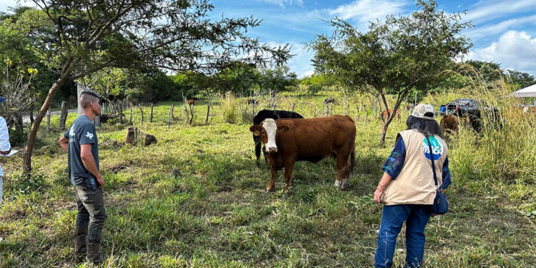 Peritajes zootécnicos son clave para la mejora genética y competitividad ganadera
