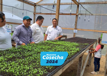 Producción de pilones se incrementa con la inauguración del séptimo invernadero hortícola