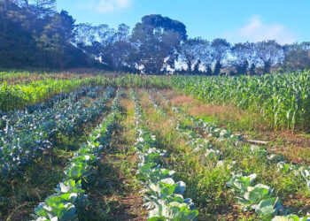 Productores de Nueva Unión Dolores, Petén, reciben asistencia técnica