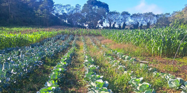 Productores de Nueva Unión Dolores, Petén, reciben asistencia técnica