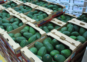 Productores de aguacate Hass capacitados con miras a exportación a EE. UU.