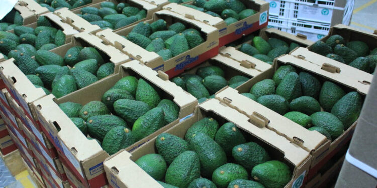 Productores de aguacate Hass capacitados con miras a exportación a EE. UU.