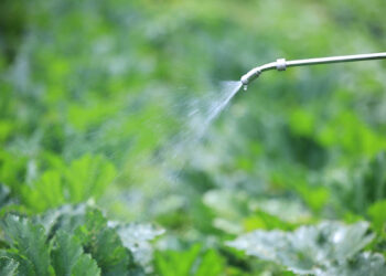Qué son los insecticidas naturales