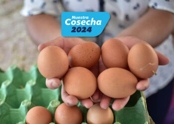 Se impulsa la inocuidad y calidad del huevo en toda la cadena productiva