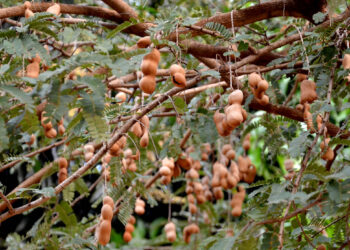 Un árbol de tierra cálida que da frutos refrescantes