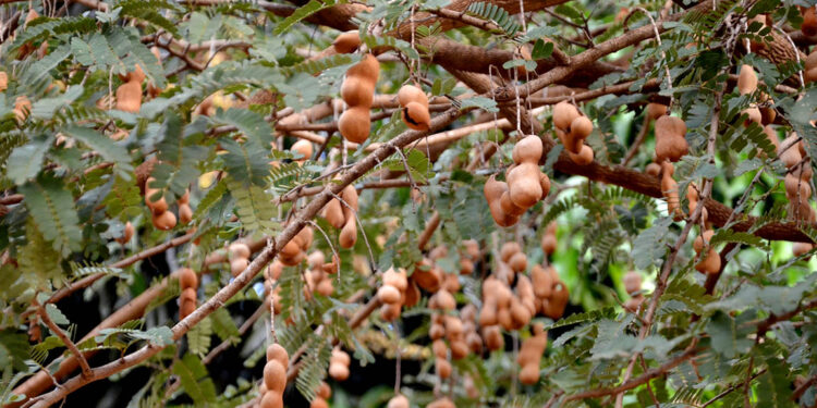 Un árbol de tierra cálida que da frutos refrescantes