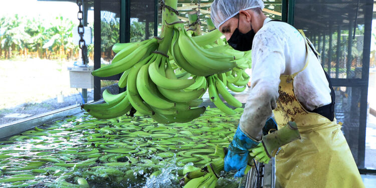 Una fruta rica en potasio