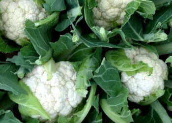 Una hortaliza con alto contenido de antioxidantes