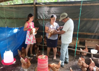 Vacunan aves de postura en Melchor de Mencos