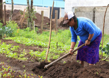 ¿Conozca qué es la agricultura de infra y la de subsistencia?