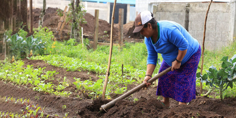 ¿Conozca qué es la agricultura de infra y la de subsistencia?