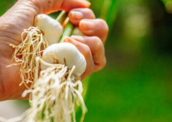 ¿En dónde se cultiva el ajo en Guatemala?