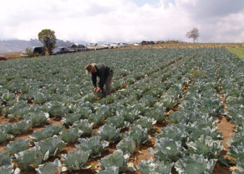 ¿Qué es la horticultura?