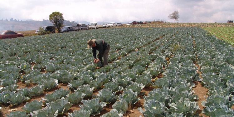 ¿Qué es la horticultura?