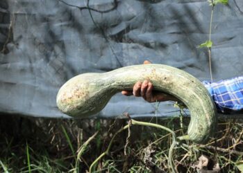 Conozca un poco más del ayote